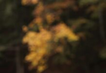 Liquidación De Gananciales Tras El Divorcio: ¿Cómo Realizarla Efectivamente?