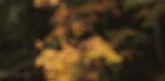 Liquidación De Gananciales Tras El Divorcio: ¿Cómo Realizarla Efectivamente?