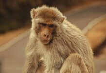 ¿Cómo Impugnar Una Cláusula De Rescisión? Descubre La Verdad Aquí