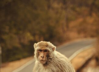 ¿Cómo Impugnar Una Multa De Tráfico? Descubre 5 Estrategias Efectivas