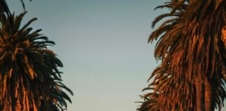 ¿Qué Implica La Custodia Compartida? Descubre Sus Beneficios Clave