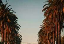 ¿Qué Hacer Si Me Niegan La Ayuda Por Dependencia? Soluciones Efectivas